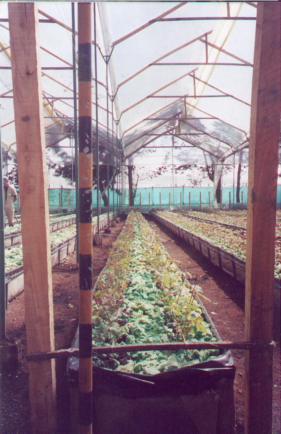 hidroponía como se preparan cultivos hidropónicos flores hidropónicas como se hace el cultivo tecnificado flor de invernadero cultivo hidropónico tecnificado maderplast surcos camas tutores 006 hidroponía como se preparan cultivos hidropónicos flores hidropónicas como se hace el cultivo tecnificado flor de invernadero cultivo hidropónico tecnificado maderplast surcos camas tutores 006 hidroponía como se preparan cultivos hidropónicos flores hidropónicas como se hace el cultivo tecnificado flor de invernadero cultivo hidropónico tecnificado maderplast surcos camas tutores 006